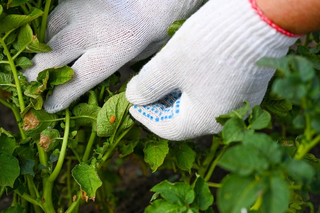 Potato plant leaf with yellow eggs and larvae of a Colorado potato beetle. The theme of protecting agricultural plants from bugs and pests. Pest control.