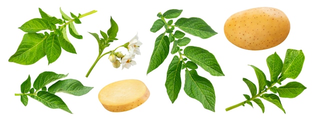 Potato plant and leaves isolated on white background with clipping path. Detailed foliage, blossom, flowers. Young potato tuber, whole and sliced. Starch containing vegetable