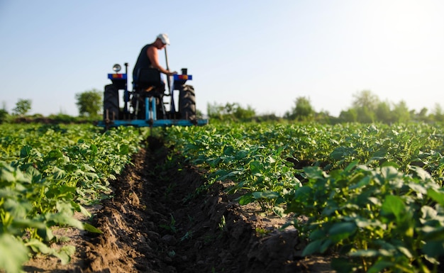 Potato plantation and tractor farmer cultivating rows Agroindustry and agribusiness Cultivation of a young potato field Loosening of the soil between the rows of bushes Blurry