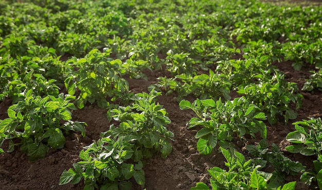 Potato seedling planted Vegetable garden agriculture rural business