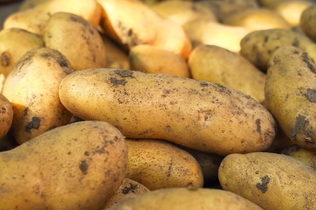 potato tubers. harvesting and cultivating potatoes concept