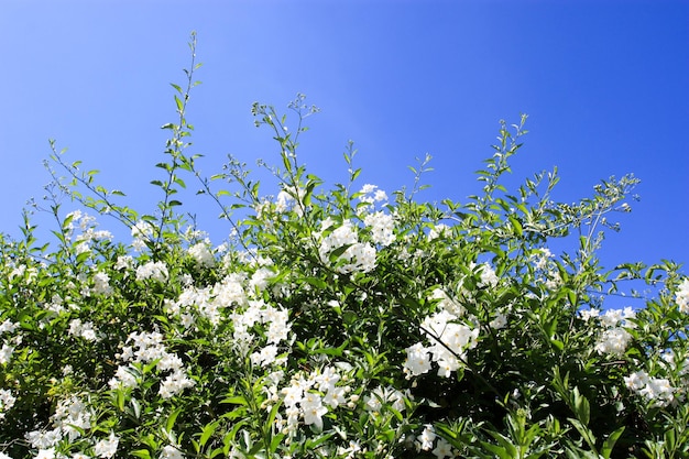 Potato vine potato climber jasmine nightshade flowering bush