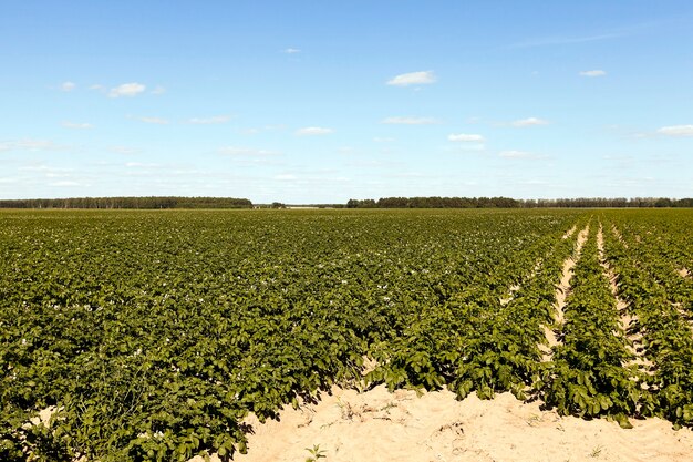 Potatoes in the field - the furrow on which grows green potatoes, summer, blue sky