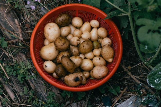 Potatoes grown at homeGeneral view