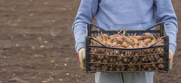 Potatoes for planting on a farm in a box