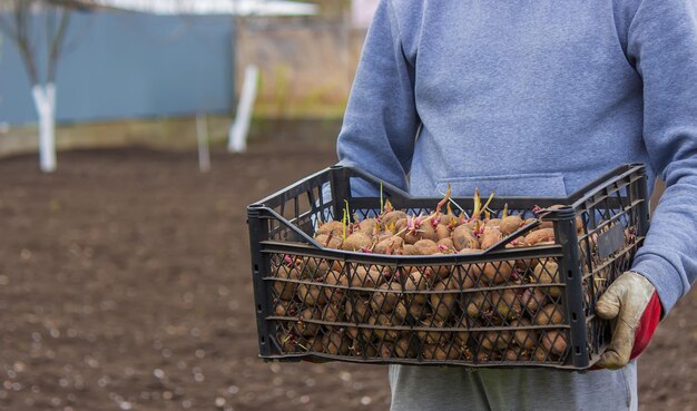 Potatoes for planting on a farm in a box