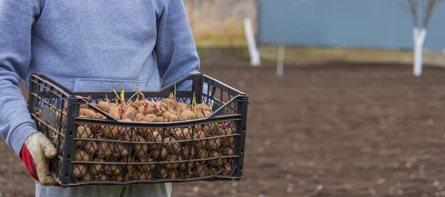 Potatoes for planting on a farm in a box