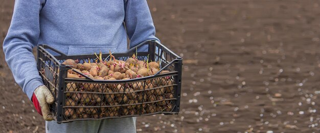 Potatoes for planting on a farm in a box