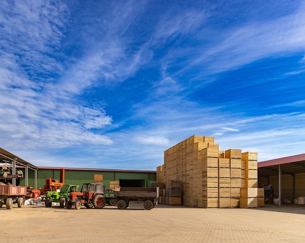 Potatoes storage in farm