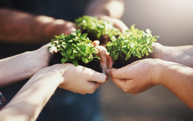 Potential for growth is possible when its done together Cropped shot of a group of people holding plants growing out of soil