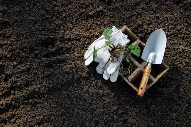 Pots for seedlings and a small spatula on the ground.