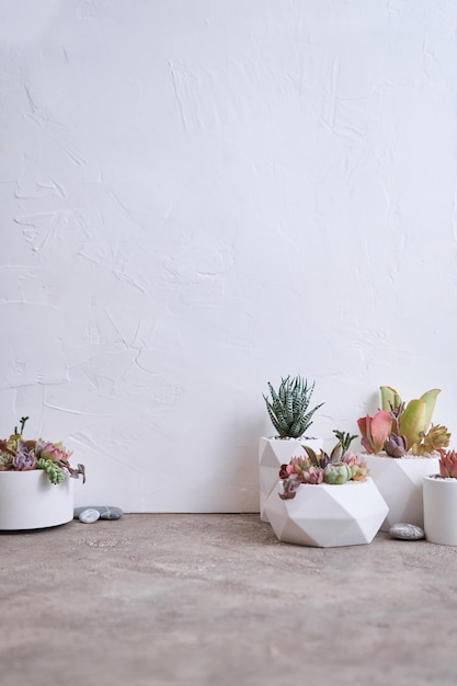 Pots with groups of houseplants on concrete table echeveria and pachyveria opalina succulents