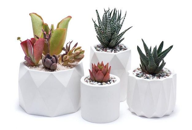 Pots with groups of houseplants on white background echeveria and pachyveria opalina succulents