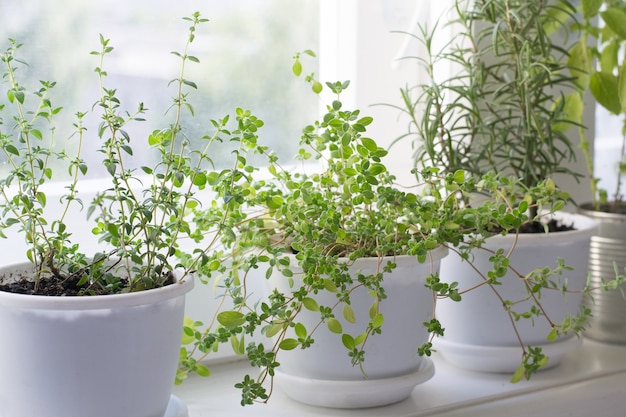 pots with herbs on window sill