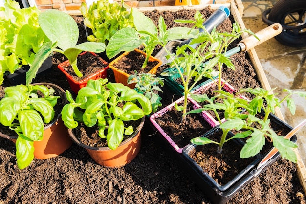 Pots of young vegetable plants for transplanting in the garden in spring