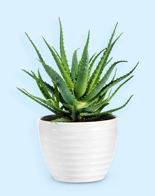 Potted Aloe vera against light blue background in studio