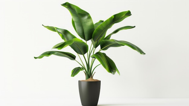 Potted banana plant isolated on white background