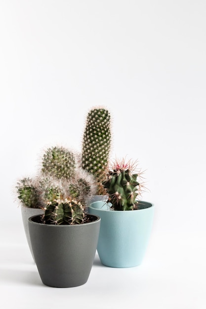 Potted cacti isolated on white background