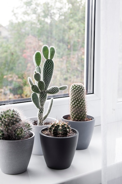 Potted cacti on the windowsill in the room.