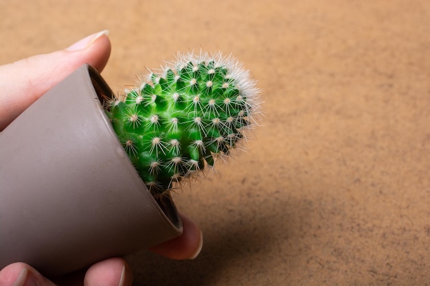 Potted cactus house plant in small pot