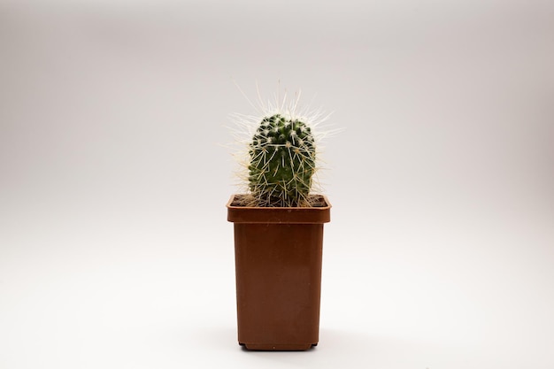 Potted cactus on white background