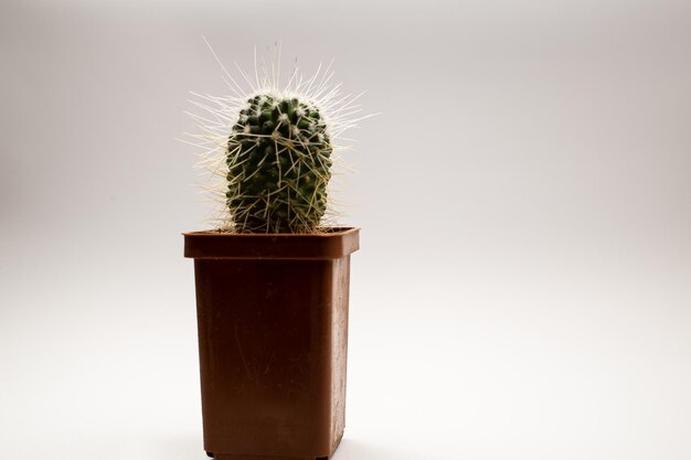 Potted cactus on white background