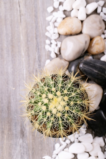 Potted cactus with decorative white rocks over a white surface