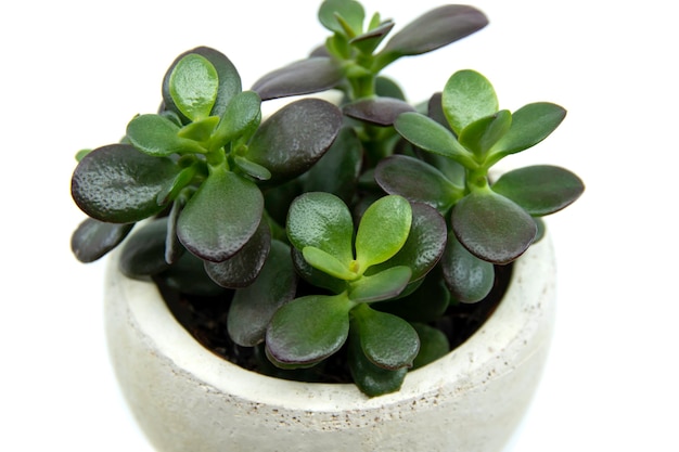 potted crassula ovata or pigmyweeds home plant isolated on white background Small crassula ovata