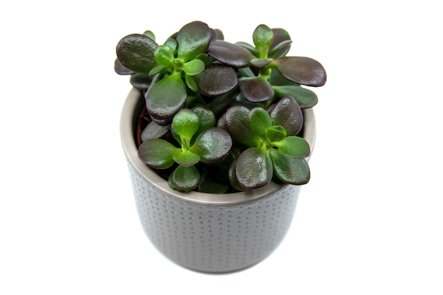 Potted Crassula ovata or Pigmyweeds home plant isolated on white background