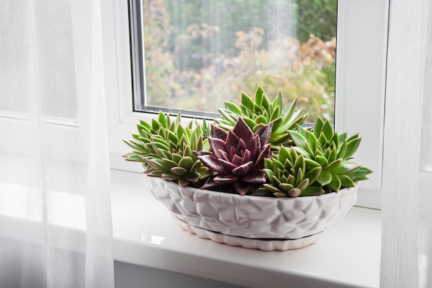 Potted echeveria plants on the windowsill in the room.