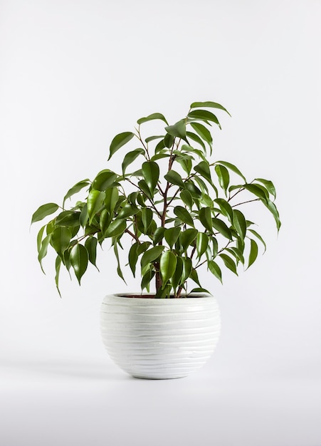 Potted Ficus benjamina plant on white background. Green benjamin plant for interior decoration.