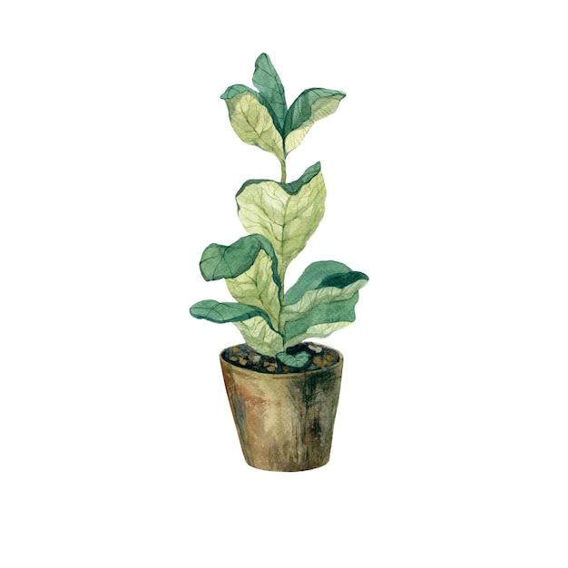 Potted flower