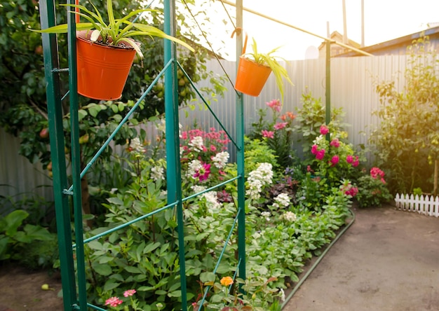 Potted flowers grow in the home garden Decorations in the form of plants