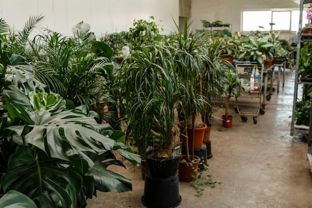 Potted flowers stand in racks Hobby cultivation of house plants