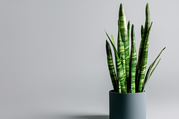 Potted fresh green snake plant on a grey background