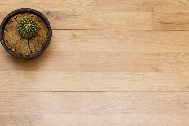 potted globe cactus isolated on wood table