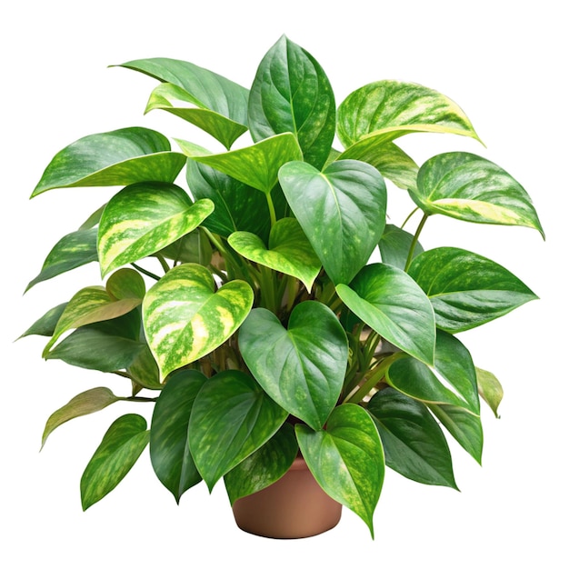 Potted Golden Pothos Plant with Green and Yellow Leaves