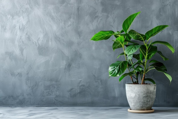 Potted house plant against gray wall background