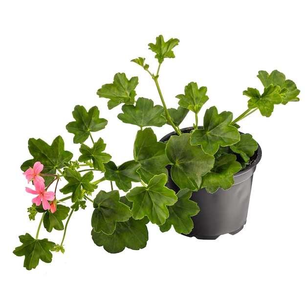 Potted ivy geranium or cascading geranium