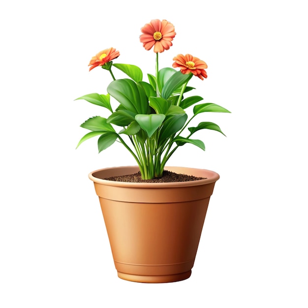 Potted Orange Gerbera Daisies