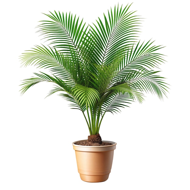 Potted Palm Tree with Green Leaves Isolated on White Background