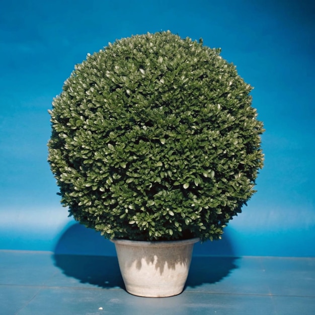 Photo a potted plant is on a blue table