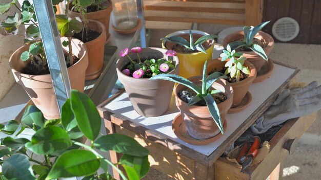 Potted plant on little table and gardening equipment in a glasshouse