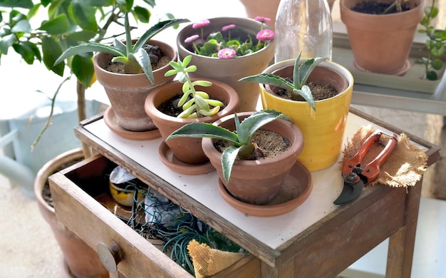 Potted plant on little table and gardening equipment in a glasshouse