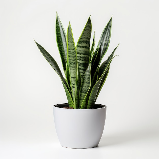 Potted plant Sansevieria laurentii or Snake Plant on white isolated background