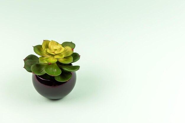 Potted plant with copy space light green background