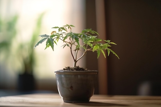 A potted plant with a green plant in it.