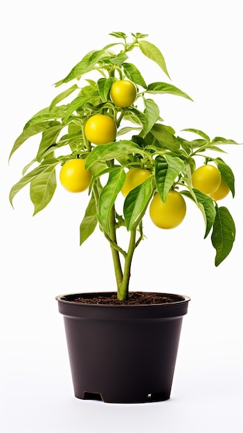 Potted Plant with Green Yellow Tomato on White Background