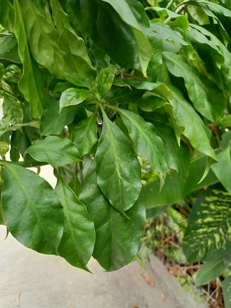 A potted plant with a plant in it that says'basil '