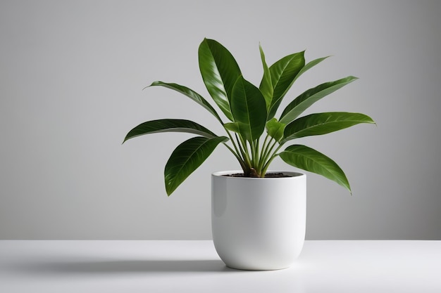 a potted plant with